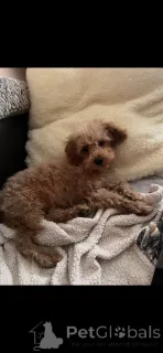 Дополнительные фото: Усыновление Мальтипу (мальтийский бишон; пудель)