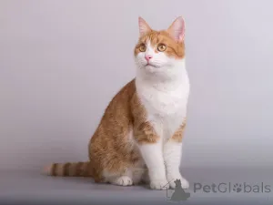 Фото №3. Кошечка Манюня ищет доброе сердце.. Россия