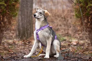 Дополнительные фото: Ласковая малышка Рэя ищет семью.