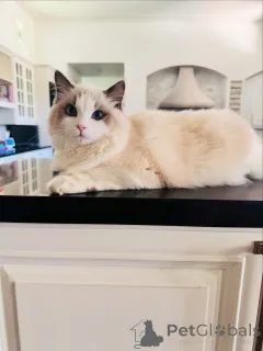 Фото №2 к объявлению №155568 о продаже рэгдолл - купить в Ирландии частное объявление