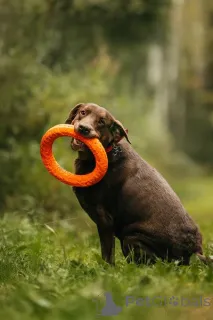 Фото №2 к объявлению №156854 о продаже лабрадор-ретривера - купить в России частное объявление