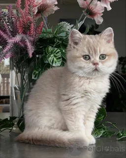 Фото №3. Котята Шиншиллы идеальное сочетание красоты и доброго темперамента.. Германия