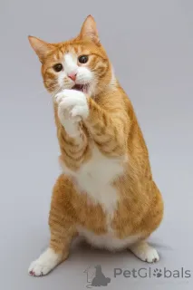 Фото №2 к объявлению №164498 о продаже  - купить в России из приюта