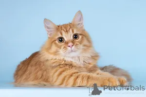 Фото №2 к объявлению №161754 о продаже  - купить в России из приюта