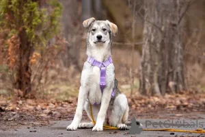Фото №1. беспородная - купить в Москва за Бесплатно. Объявление №138991