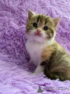 Фото №2 к объявлению №161692 о продаже  - купить в Дании 