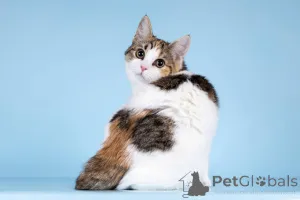 Фото №2 к объявлению №157211 о продаже  - купить в России частное объявление