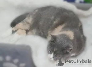 Фото №4. Продам  в Химках из приюта - цена Бесплатно