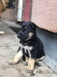 Фото №1.  - купить в Алис Спрингс за 71894₽. Объявление №161048