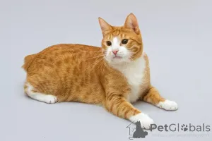 Дополнительные фото: Кот Гарик ищет доброе сердце.