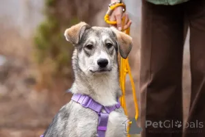 Фото №2 к объявлению №138991 о продаже беспородную - купить в России частное объявление