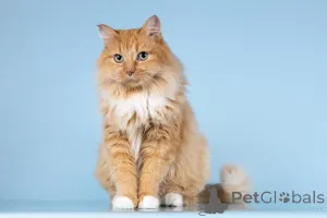 Фото №1.  - купить в Химках за Бесплатно. Объявление №161752