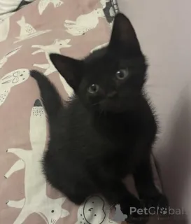 Фото №1. мейн-кун - купить в Антверпен за Бесплатно. Объявление №153886