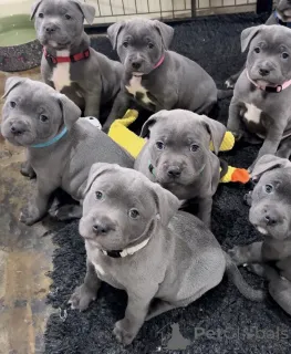 Фото №1. стаффордширский бультерьер - купить в Марселе за договорная. Объявление №163890