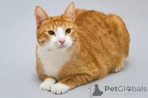 Дополнительные фото: Кот Гарик ищет доброе сердце.