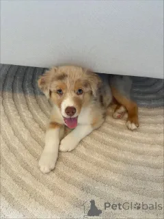 Фото №1. австралийская овчарка - купить в Карлсруэ за договорная. Объявление №159494