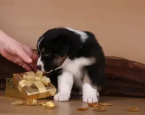 Фото №2 к объявлению №4228 о продаже австралийскую овчарку - купить в России из питомника