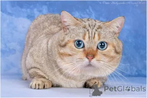 Фото №1 Услуга вязки - порода манчкин короткошёрстная. Цена 1₽