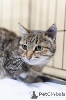 Фото №2 к объявлению №159112 о продаже  - купить в России из приюта