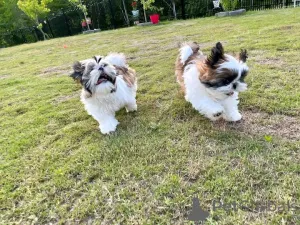 Фото №2 к объявлению №167160 о продаже ши-тцу - купить в Эстонии 