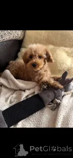 Фото №3. Усыновление Мальтипу (мальтийский бишон; пудель).  Франция