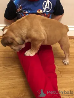 Фото №4. Продажа английского бульдога в Mataró частное объявление, заводчик - цена 51022₽