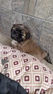 Дополнительные фото: Чистокровные щенки Ши-Тцу