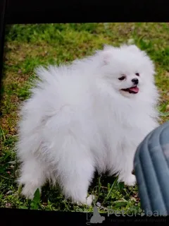 Дополнительные фото: Померанский шпиц, щенки девочки