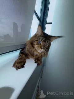 Фото №1. мейн-кун - купить в Амберг за договорная. Объявление №155508