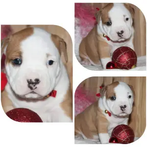 Фото №3. Амстафф.  Беларусь