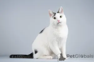 Фото №3. Котейка Андрейка ищет доброе сердце.. Россия