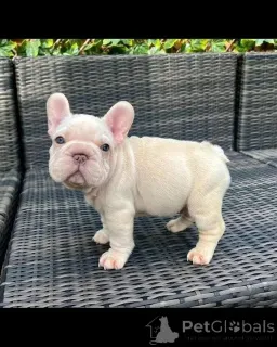 Фото №1.  - купить в Канберра за договорная. Объявление №167017