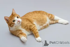 Дополнительные фото: Кот Гарик ищет доброе сердце.