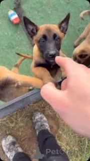 Фото №2 к объявлению №164315 о продаже бельгийскую овчарку - купить в Франции частное объявление, заводчик