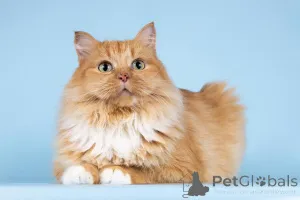 Фото №4. Продам  в Химках из приюта - цена Бесплатно