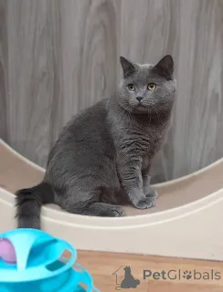 Фото №1. британская короткошёрстная - купить в Химках за Бесплатно. Объявление №161964