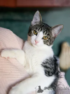 Фото №4. Продам  в Москова частное объявление - цена Бесплатно