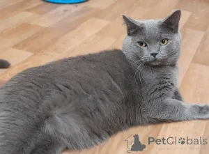 Дополнительные фото: Очаровательный британец Винтер ищет дом и любящих хозяев!