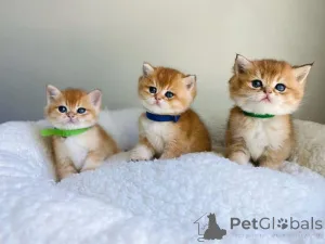 Фото №1.  - купить в Пиатра Ним за договорная. Объявление №161747