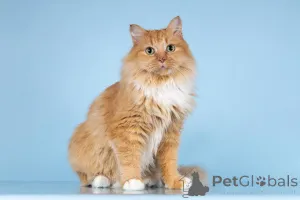 Фото №2 к объявлению №161752 о продаже  - купить в России из приюта