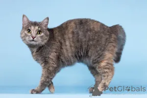 Фото №3. Кошечка Руна ищет доброе сердце.. Россия