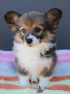 Фото №2 к объявлению №159376 о продаже вельш-корги - купить в Германии заводчик