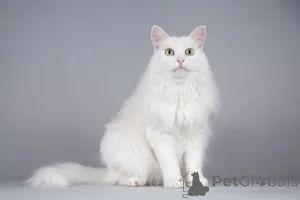 Дополнительные фото: Котик Тимоша ищет доброе сердце.