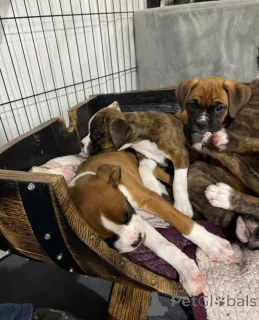 Дополнительные фото: Любители боксеров знают, что нет ничего лучше радости вернуться домой к боксеру.