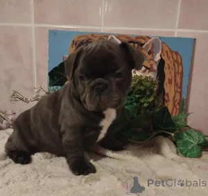 Фото №1. французский бульдог - купить в Смолевичи за 57979₽. Объявление №161029