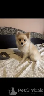 Дополнительные фото: Шпиц на усыновление - 1 кобель и 2 суки.