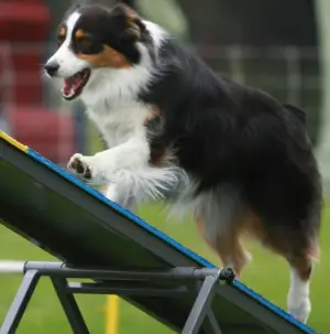 Дополнительные фото: Ищет заботливые ручки девочка породы австралийская овчарка.